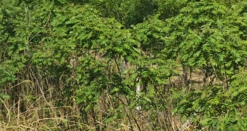 staghorn sumac
