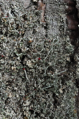 Cladonia umbricola
