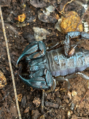 Urodacus planimanus photo 6