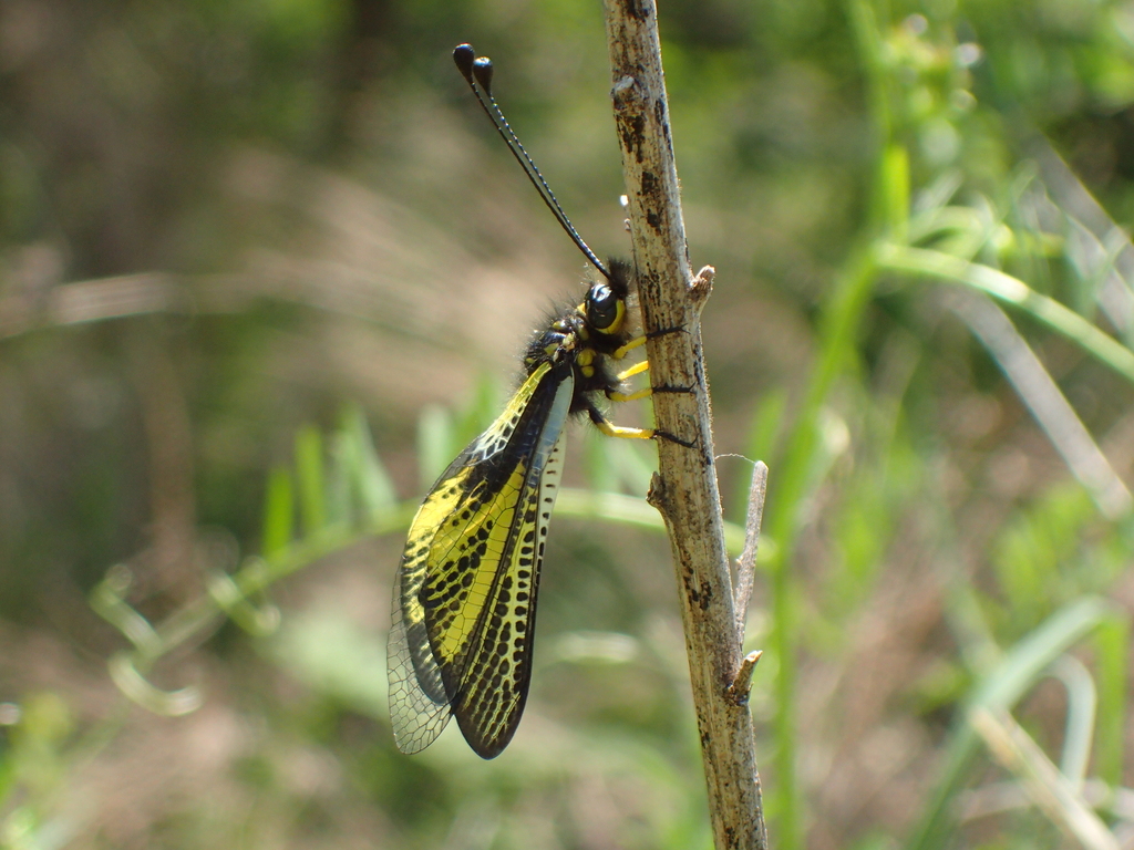 Libelloides ramburi in May 2026 by renshuchu · iNaturalist