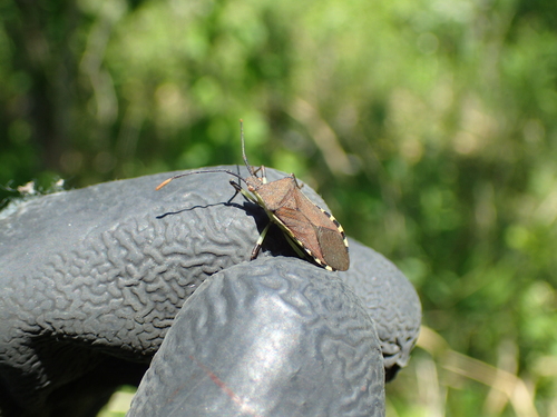 Plinachtus bicoloripes