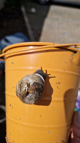 Cornu aspersum