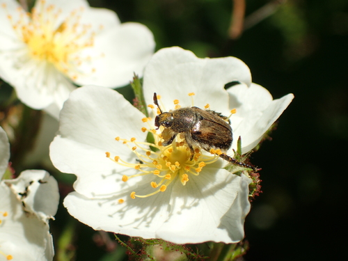 Exomala conspurcata