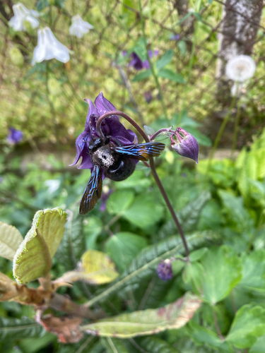 Violet Carpenter Bee