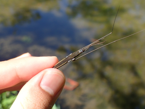 Giant Water Strider