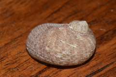 Pseudostomatella