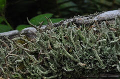 Cladonia umbricola