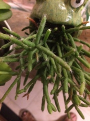Rhipsalis pilocarpa