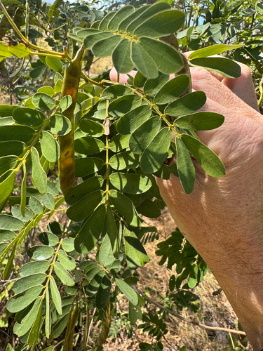 Senna gaudichaudii observed 2026-04-23
