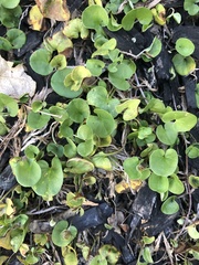 Dichondra donelliana