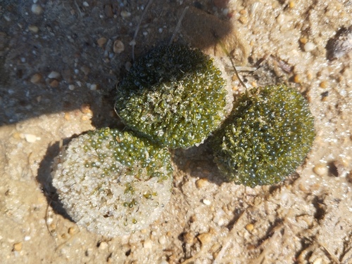 Aegagropila linnaei observed 2026-05-05