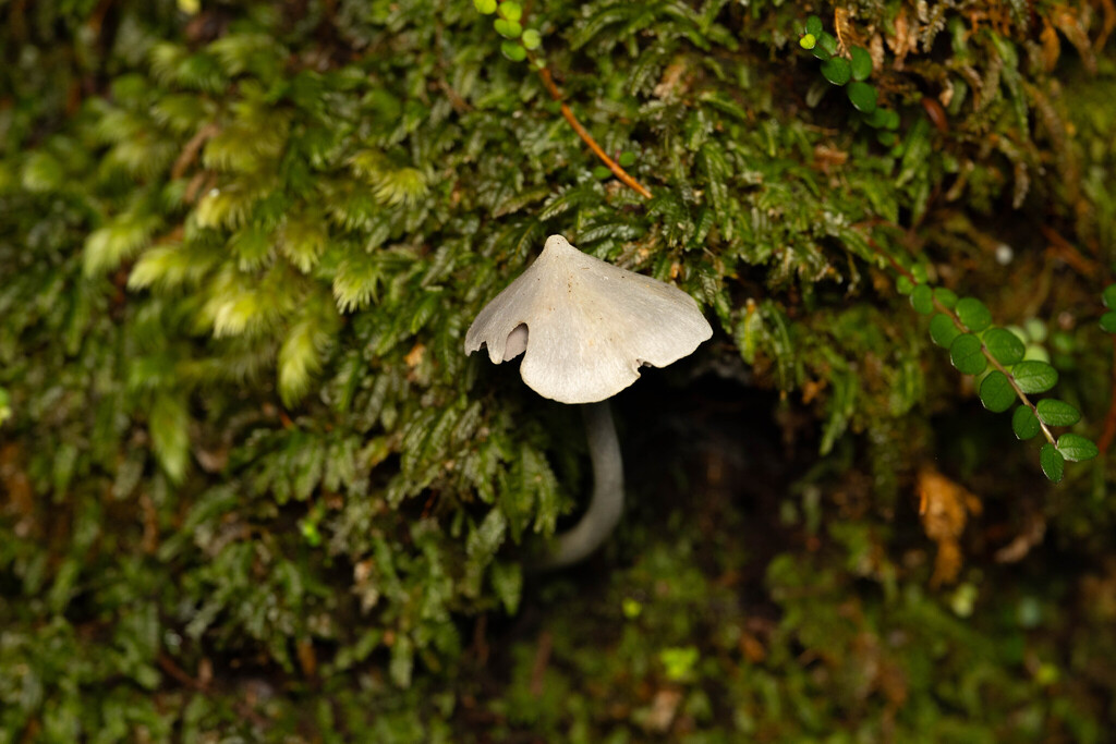 Entoloma canoconicum · May 2026 · photo: © sebastiandoak (iNaturalist, cc-by)