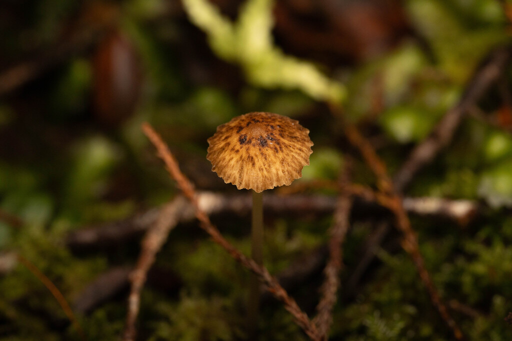 Pseudohydropus parafunebris · May 2026 · photo: © sebastiandoak (iNaturalist, cc-by)