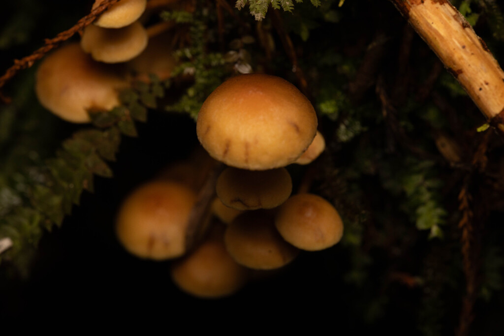 Hypholoma acutum · May 2026 · photo: © sebastiandoak (iNaturalist, cc-by)