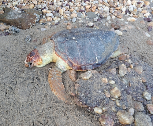 Caretta caretta