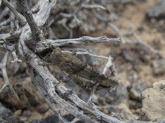 Sphingonotus fuerteventurae