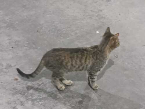 Domestic Cat