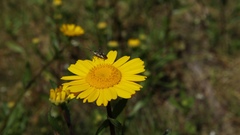 Reuterista instabilis