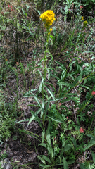 Solidago confinis