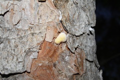 Marchalina hellenica