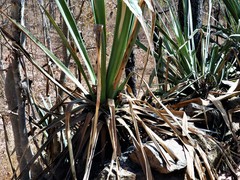 Furcraea foetida