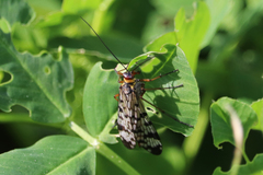 Panorpa meridionalis