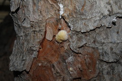 Marchalina hellenica