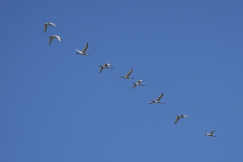 Eurasian Spoonbill