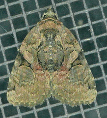 Pseudeustrotia indeterminata