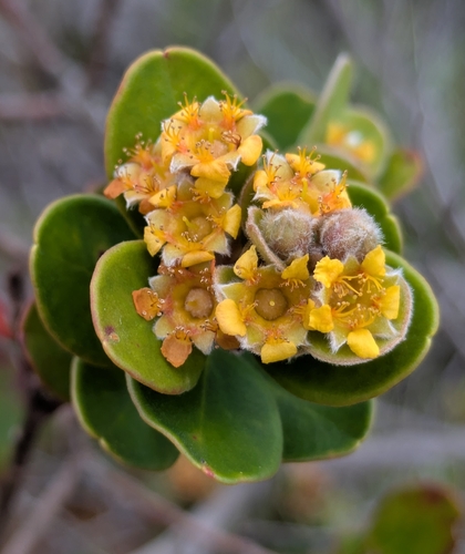 Tristaniopsis calobuxus observed 2026-04-28