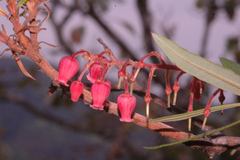 Comarostaphylis glaucescens