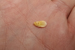 Marchalina hellenica