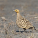 Chestnut-bellied Sandgrouse - Photo (c) Tarique Sani, some rights reserved (CC BY-NC-SA)