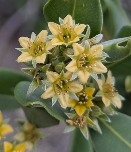 Cloezia artensis observed 2026-04-29