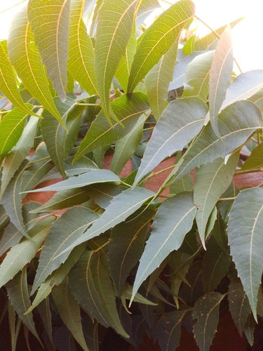Neem