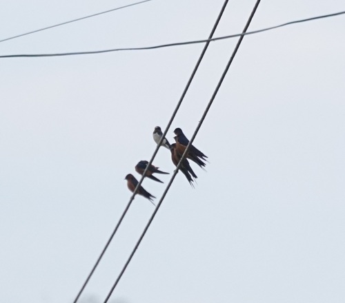 Sri Lanka Swallow (Cecropis hyperythra), photo 4