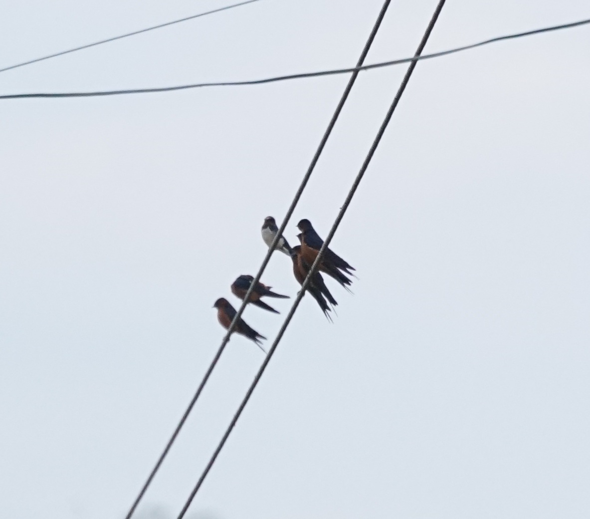 Sri Lanka Swallow (Cecropis hyperythra), photo 8
