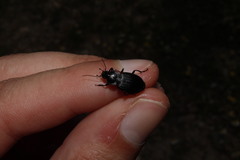 Licinus silphoides