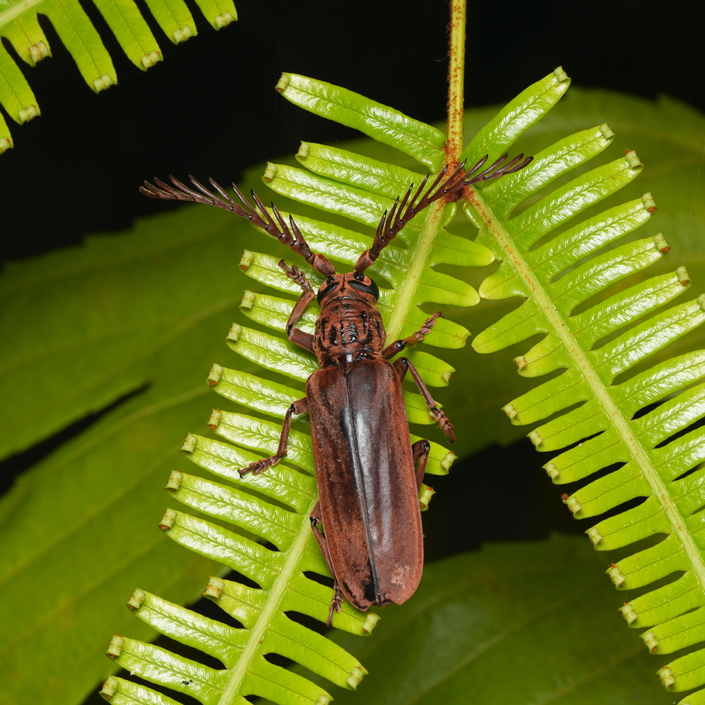 Lateropalus