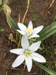 Ornithogalum lanceolatum
