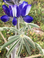 Lupinus pilosus
