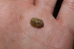 Eurygaster austriaca