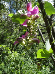 Canavalia septentrionalis