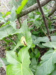 Arum hygrophilum