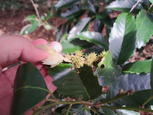 Castanopsis indica, photograph 5