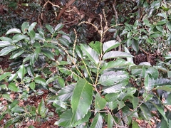 Castanopsis indica, photograph (c) vrxz, some rights reserved (CC BY-SA)