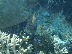 Cephalopholis cyanostigma