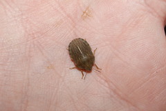 Eurygaster austriaca