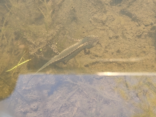 Alpine Newt
