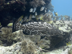 Black Grouper photo 5